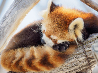 レッサーパンダ