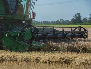 Mähdrescher erntet Getreide auf einem Weizenfeld