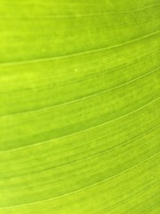 Green Banana Leaf 