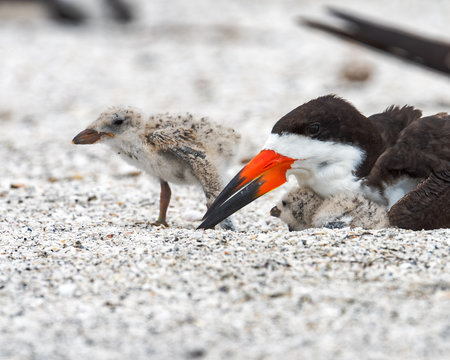 Black skimmer with chick