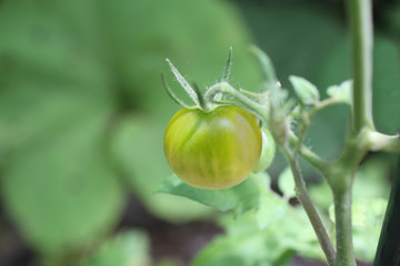 青プチトマト　Cherry tomatoes