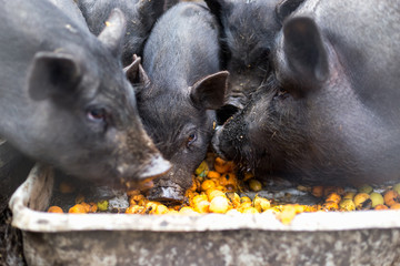 Vietnamese pigs eat apricots from the trough