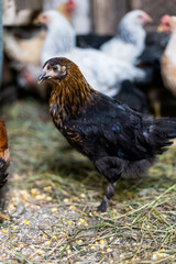 Chickens on the farm. Toned, style, color photo