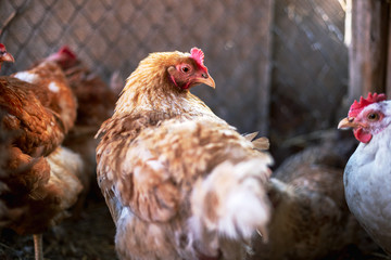 Chickens on the farm. Toned, style, color photo.