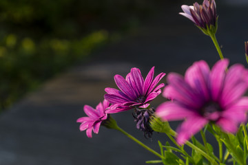lila Blume
