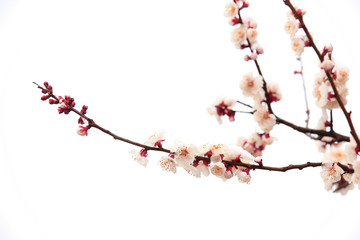 Apricot blossom in spring, white background.