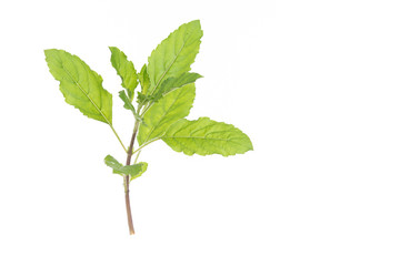 Thai holy basil isolated on white