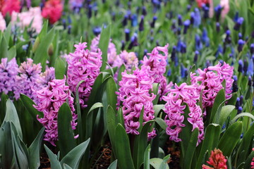 Hyacinth