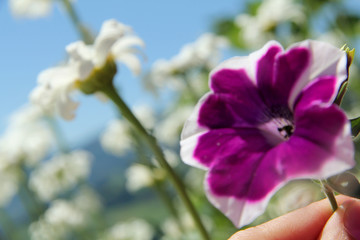 Obraz premium Blumen pflücken in den Alpen