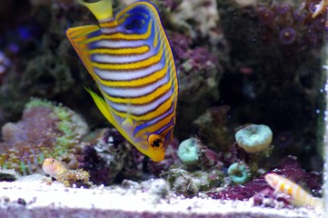 餌を探すニシキヤッコ