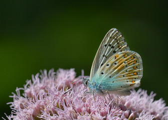 Bläuling © Rebel