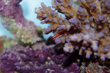 Fototapeta na wymiar サンゴの隙間からこちらを見るオヨギイソハゼ