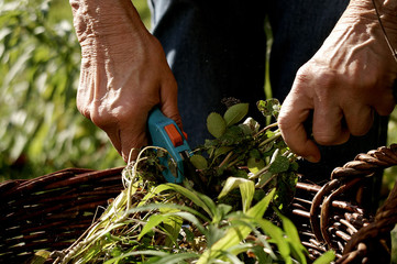 Seniorin bei der Gartenarbeit