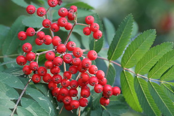 Obrazy  Szczegółowo owoce naturalnej rośliny leczniczej jarzębina - drzewo roku