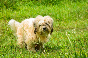 Dog defecating in the grass