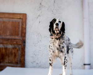 English setter standing