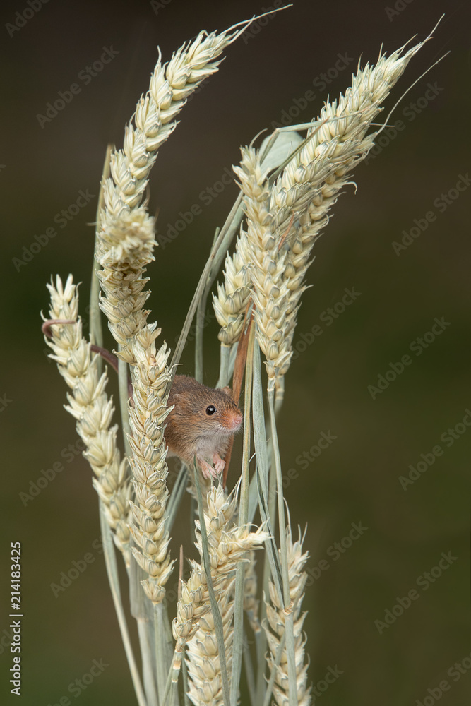 Poster a very small harvest mouse peers out from behind ears of wheat in upright format