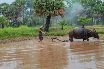 Female farmer using buffalo To plowing rice field in the coming rainy season.