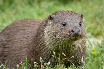 A very close up low level portrait of an otter staring slightly right of the camera with eyes wide...