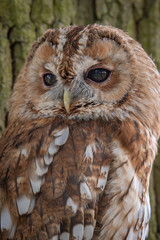 A very close half length portrait of a tawny owl staring intensely to the left upright vertical format 