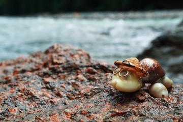 Image of a turtle made of shells. Handmade.