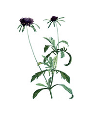 Illustration of plant