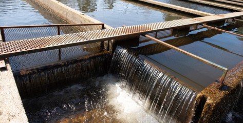 Trout at a fish farm in France