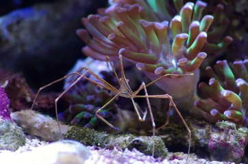 アローヘッドクラブの様子