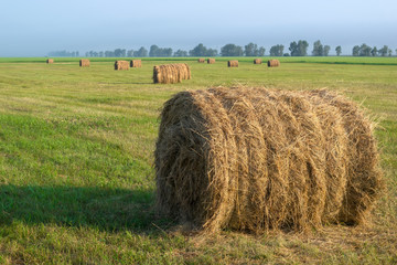 haying, harvesting, lots of haystack in the fields on a Sunny day