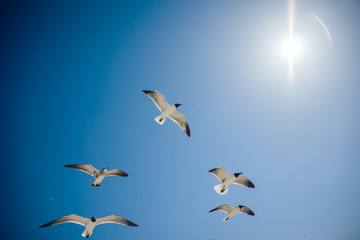 seagulls and sun