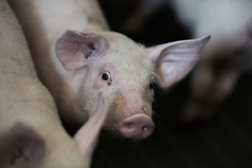 Domestic pigs. Pigs on a farm in the village