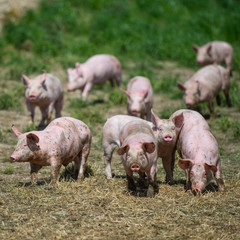 Domestic pigs. Pigs on a farm in the village