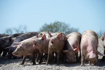 Fototapeta na wymiar Domestic pigs. Pigs on a farm in the village