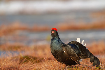 Black Grouse is showing off during their mating season