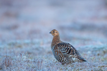 Female Black Grouse stands on the bog during the mating season