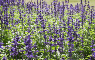 aroma lavender flower in garden.