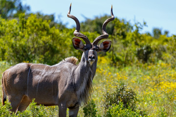 Close up of a Male Kudu standing glaring at you