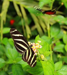 papillon noir et jaune dans une serre en Vendée