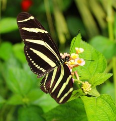 papillon noir et jaune dans une serre en Vendée