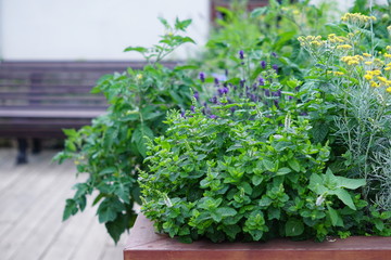 close up of flower bed with growing herbs - mint, lavender, curry herb
