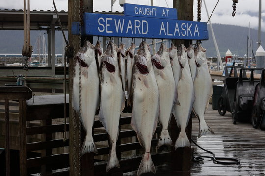 Today`s catch of flounder, Hallibutt