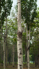 Fototapeta premium tree trunk