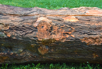 Cut tree trunk