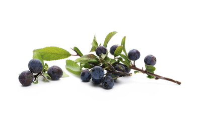 Fresh blackthorn berries with twig and leaves, prunus spinosa isolated on white background