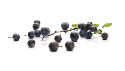 Fresh blackthorn berries with twig and leaves, prunus spinosa isolated on white background