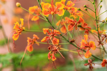 Flowers under the sun