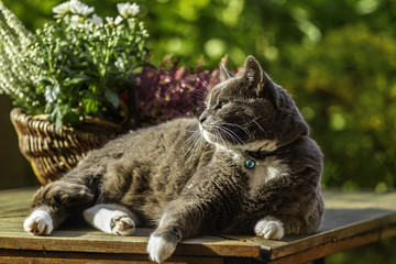 Kater - Karthäuser Mix beim Sonnenbad auf der Terrasse.