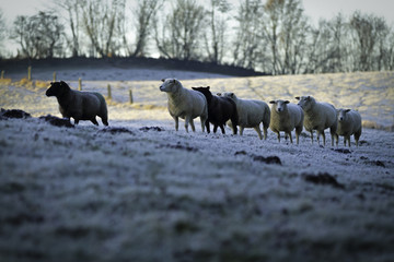 Gruppe vorsichtiger Schafe im Winter auf einer Weide.