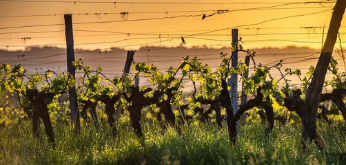 Foto auf Acrylglas Young branch with sunlights in Bordeaux vineyards © FreeProd