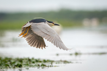 Black-crowned night heron in flight